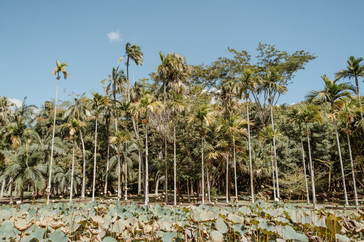 Ile_Maurice_2023_JustineGuillemettePhotographie-70-scaled