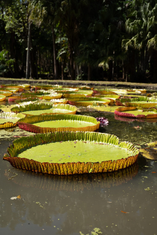 Ile_Maurice_2023_JustineGuillemettePhotographie-75-scaled